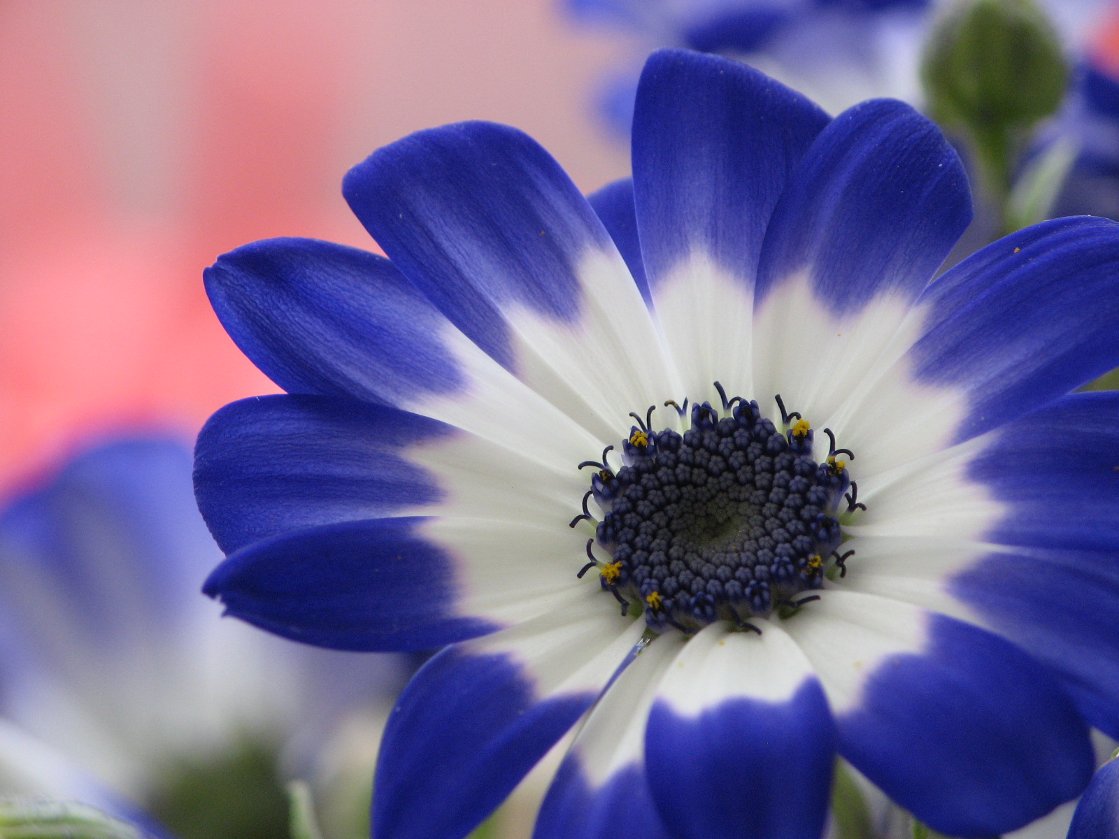 何の花でしょう 風の丘